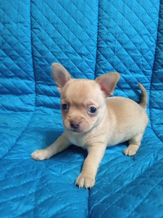 Продам Мальчики чихуахуа