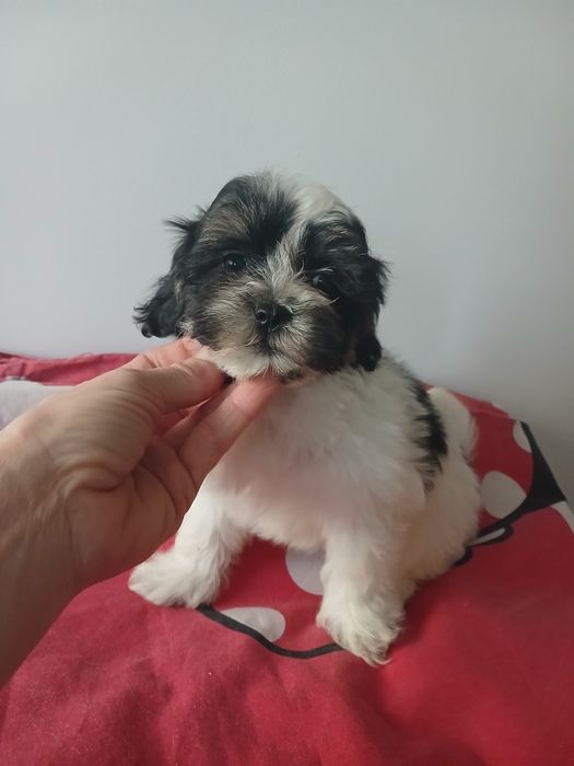 Śliczny szczeniakak malshi aktualne