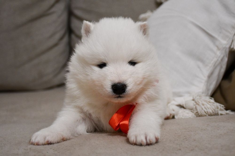 Samoyed szczeniak suczka