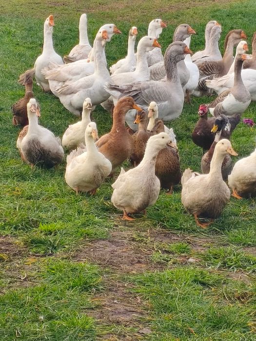 Kaczki ruańskie ,elesbury ,piżmowe czekoladowe