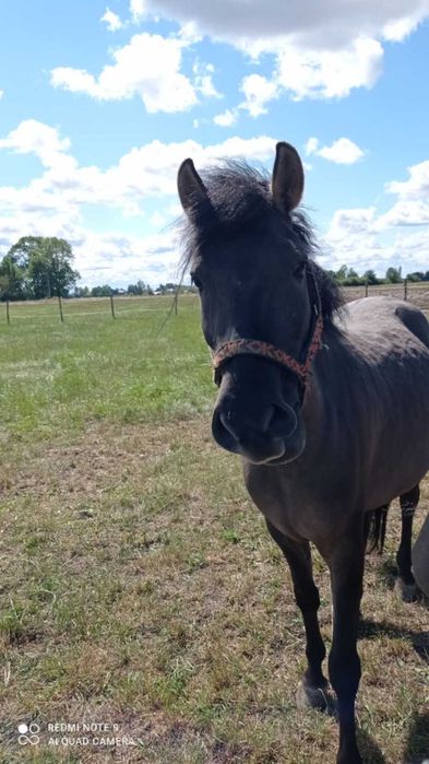 Sprzedam  klacz konika polskiego