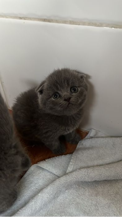 Scottish fold com alta qualidade de raça