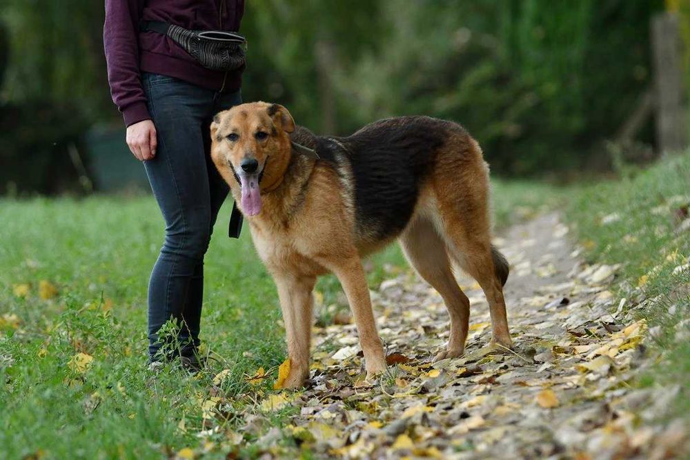 Gaja i Graf szukają domu, suczka, pies