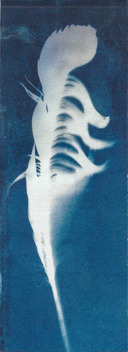 Cianotipia - Fotograma de pena de ganso.