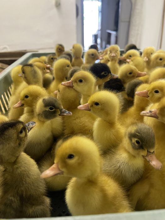 Продам гусенят,каченят,курчат