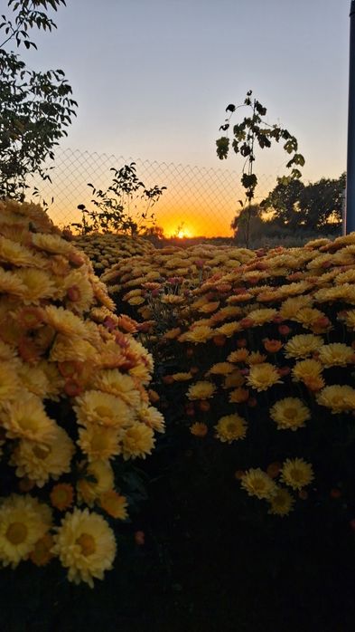 Хризантема мультифлора