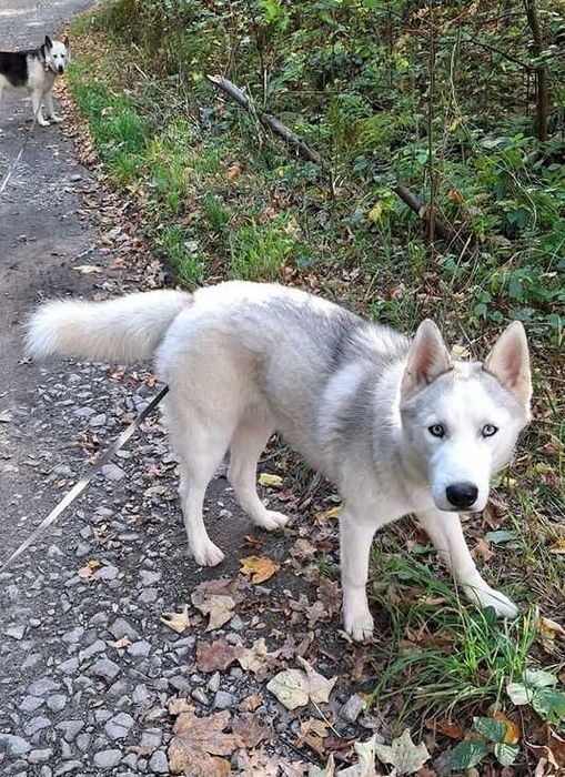 Zaginął pies husky haski Kuropatnik