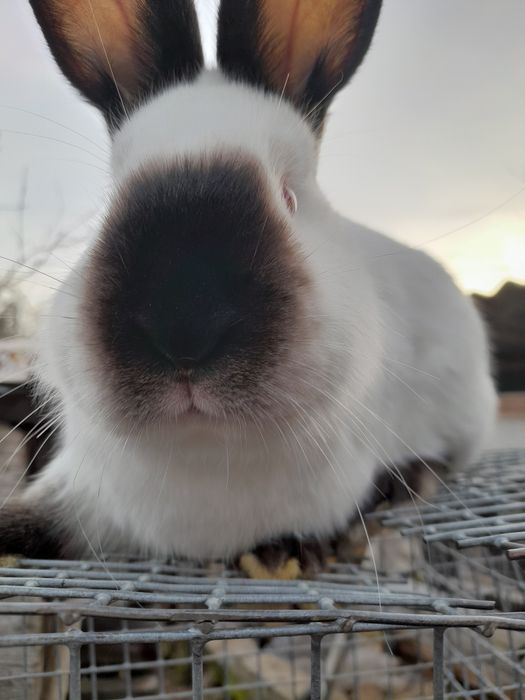 Продам породистых кроликов колифорния и европейское серебро.         о