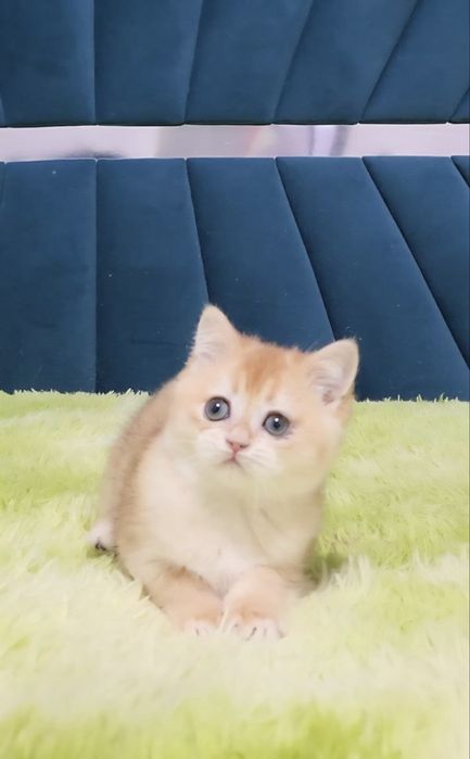 Хлопчик шотландський золота штншила