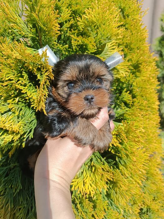 Великолепные парнишки