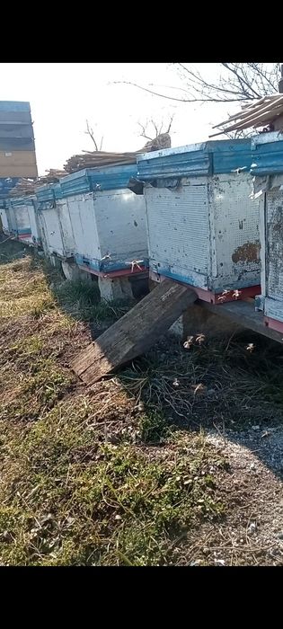 Вулики для бджіл