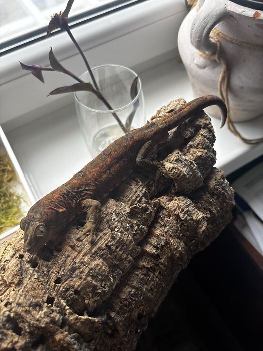 gekon omszały, mniarogekko chahoua