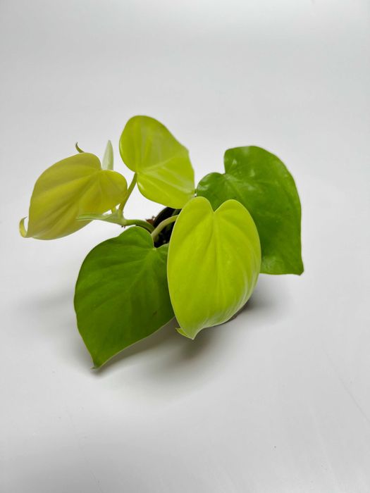 Набір рослин: пілея, фіалка, епіпремнум, філодендрон