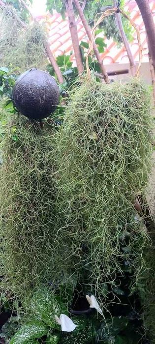 Barba de velho - Altura 25-40cm - Planta aérea de exterior