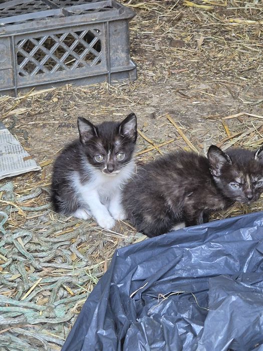 5 gatos para dar