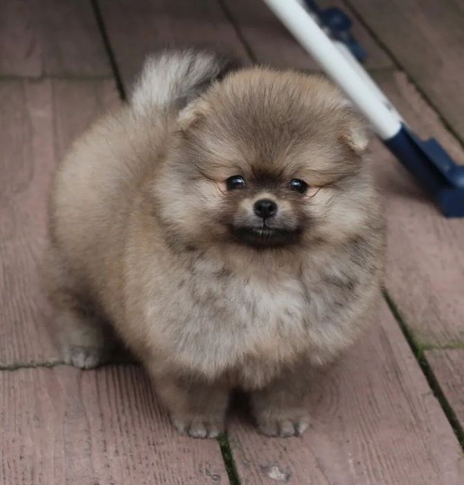 Щенки Померанского-шпица!