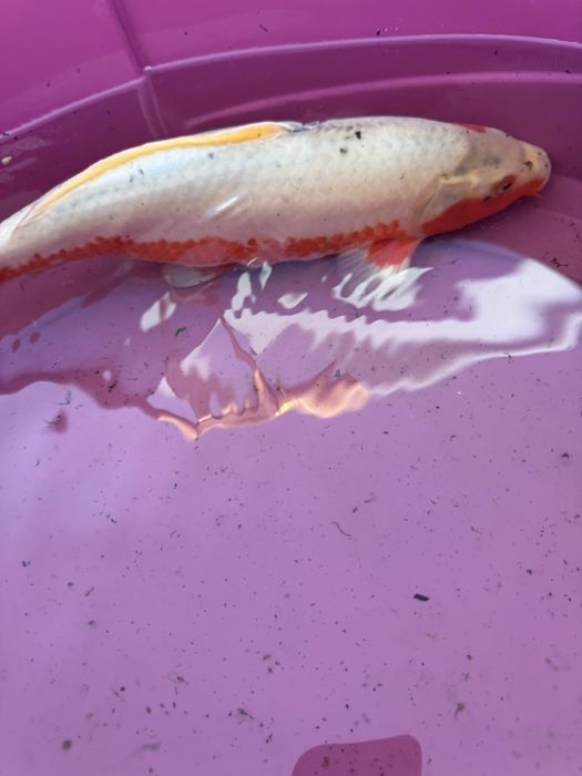 Carpa koi criaçao 2024 asagi