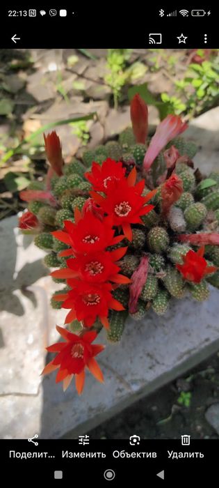 Кактус Хамецереус