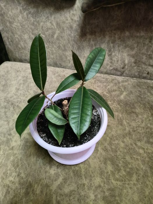 Фикус каучуконосный