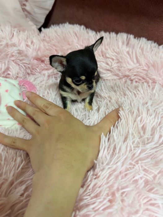 Piesek chihuahua krótkowłosy