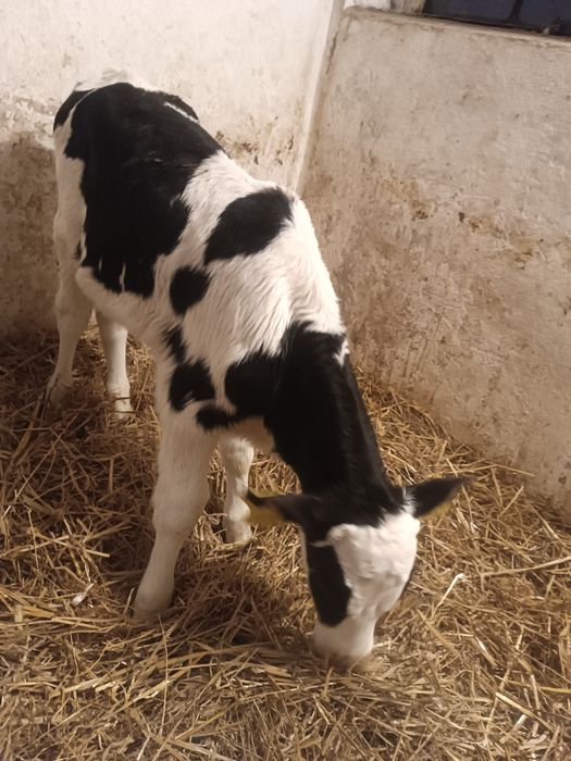 Byczek cielak żarłak