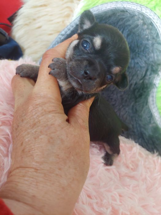Suczka chihuahua-czarna podpalana laleczka