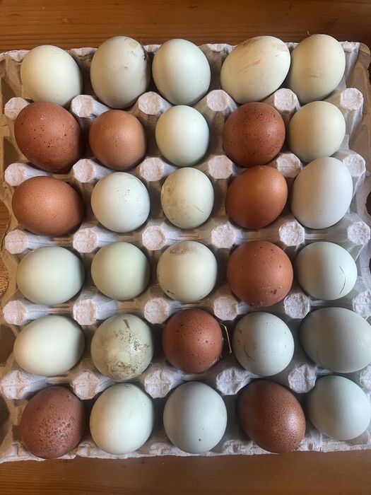 Інкубаційні яйця курей