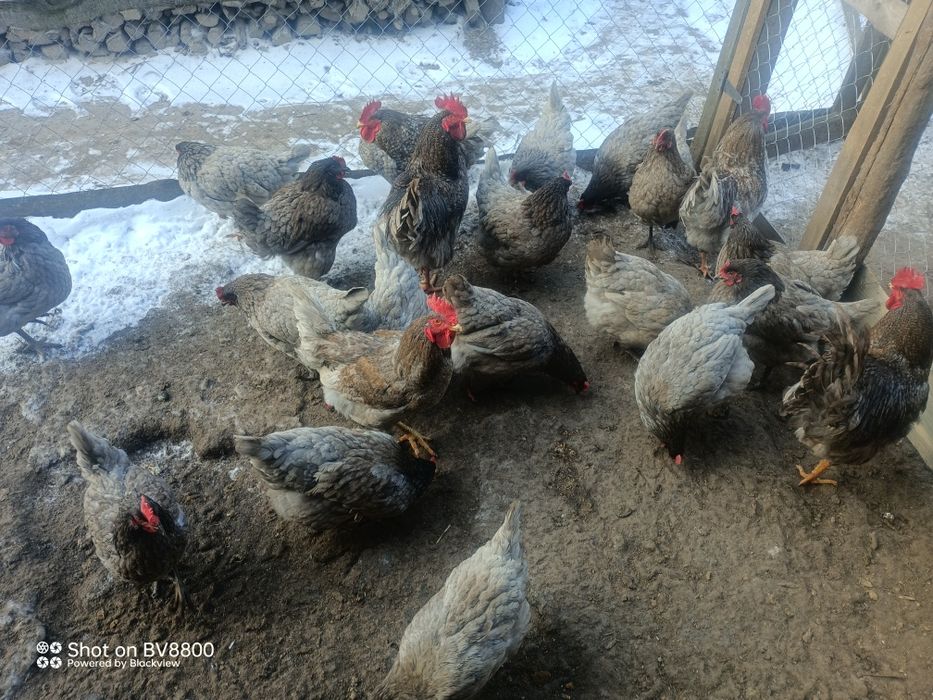 Інкубаційні яйця яєчних курей домінант 107