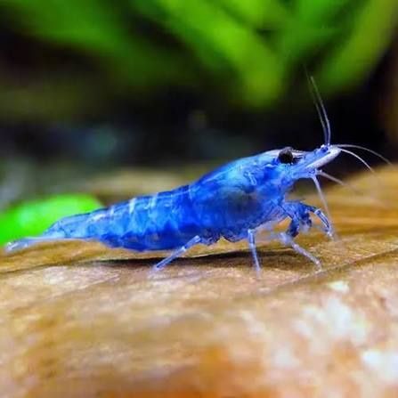 Krewetki BLUE VELVET – Intensywny błękit | Z własnej hodowli