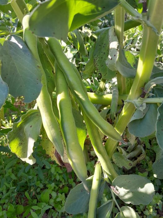 Favas Caseiras Kg