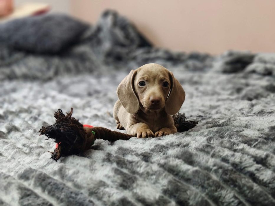 Piękny piesek Isabella rasy jamnik miniaturowy krótkowłosy