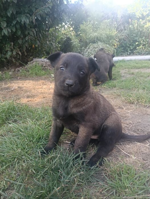 Owczarek belgijski malinois