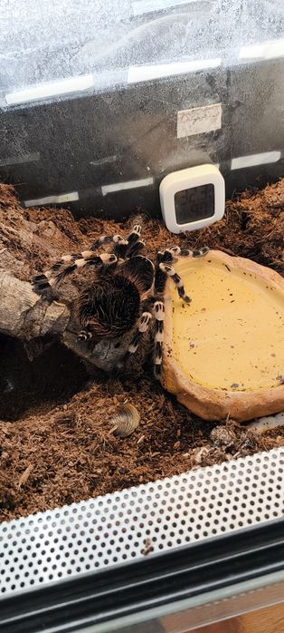 Aacanthoscurria geniculata samica pająk ptasznik