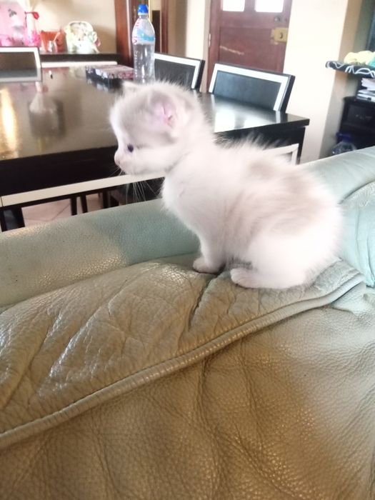 Gatinhos para adoção