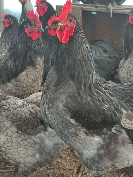 Яйця джерсійського гіганта