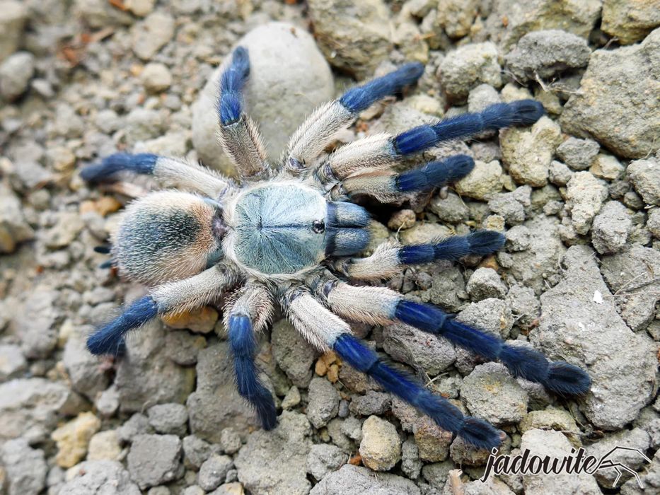 Monocentropus balfouri l6