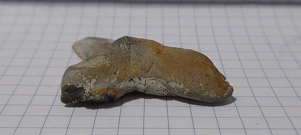 Зуб акули скам'янілий 30-50м.р.