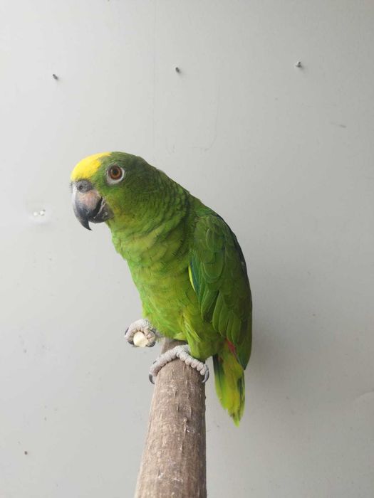 Amazonas Ochrocephala
