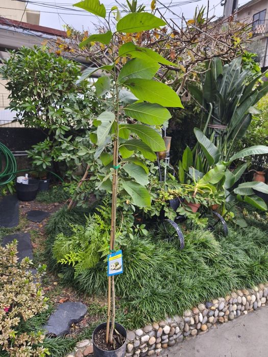 Árvores exóticas e tropicais