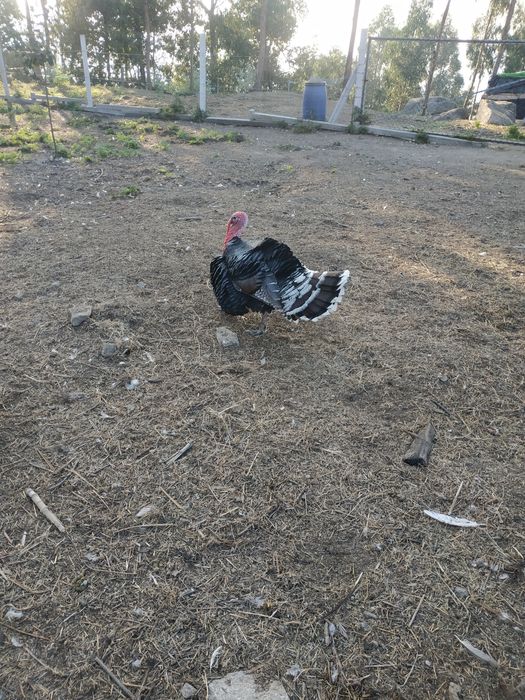 Perus e peruas para venda