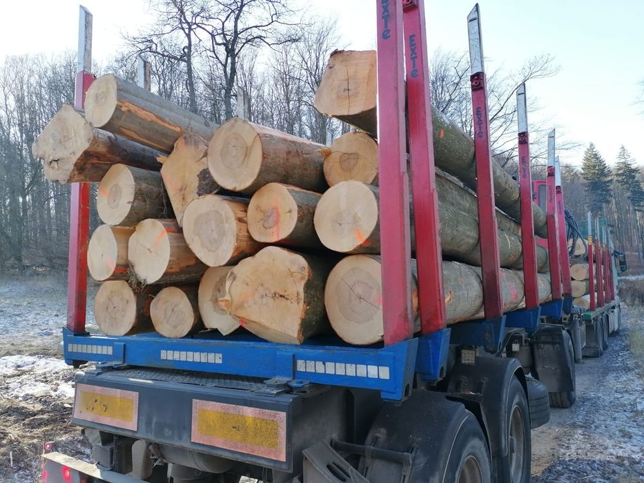 drzewo buk tartaczny drewno bukowe