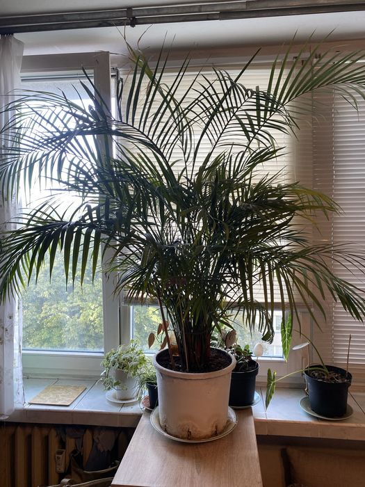 Bardzo Duża Palma Areca Areka
