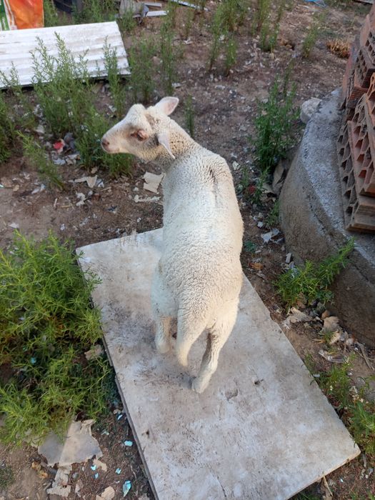 Animais de quinta