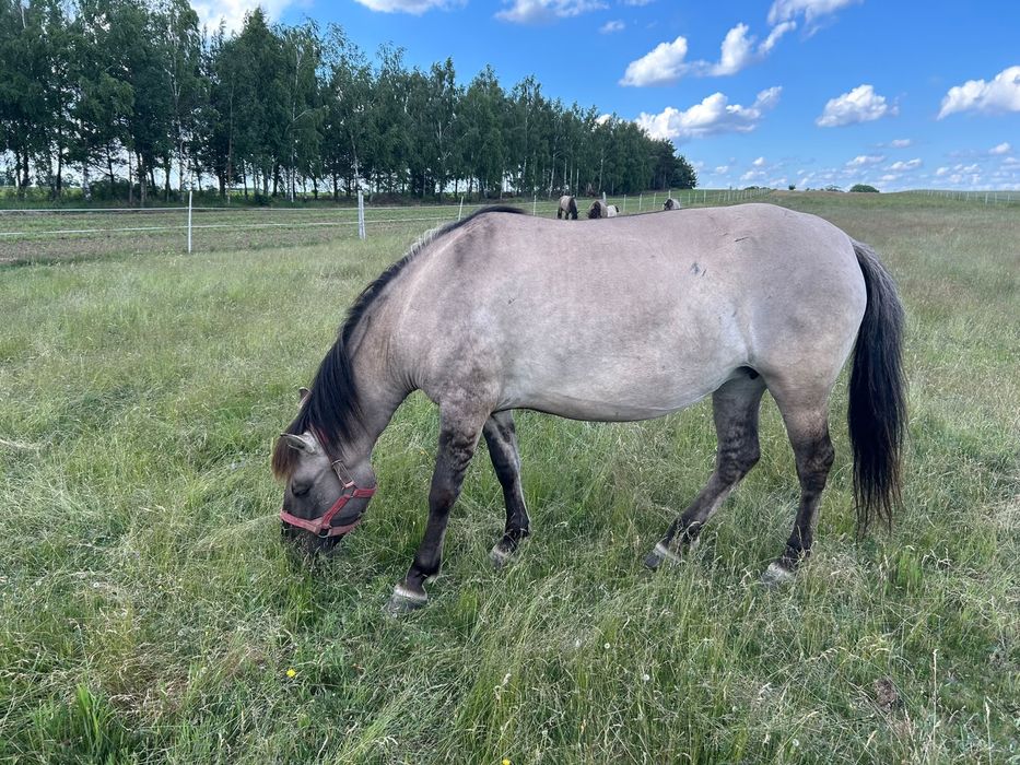 Konik polski klacz