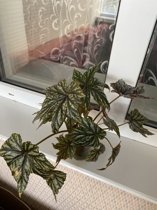 Бегонія Грифон Розпродаж