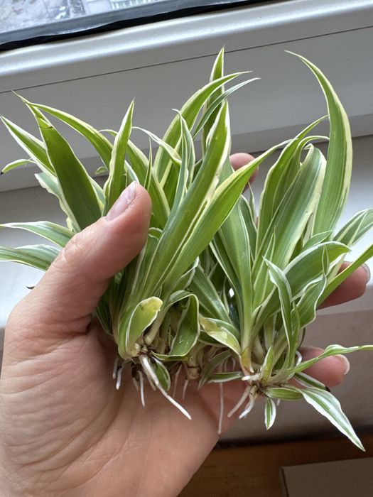 Хлорофітум продам