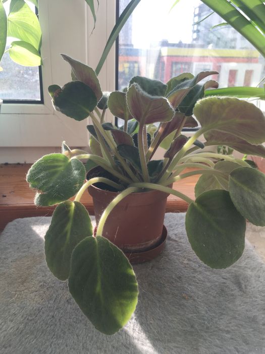 Квіти, вазони, кімнатні рослини.