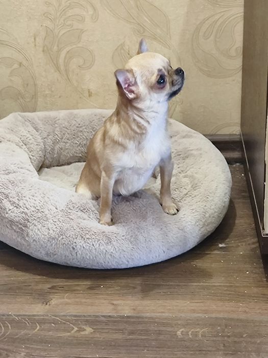 Супер міні дівчина чихуахуа