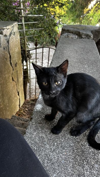 Gatinhos para adoção.