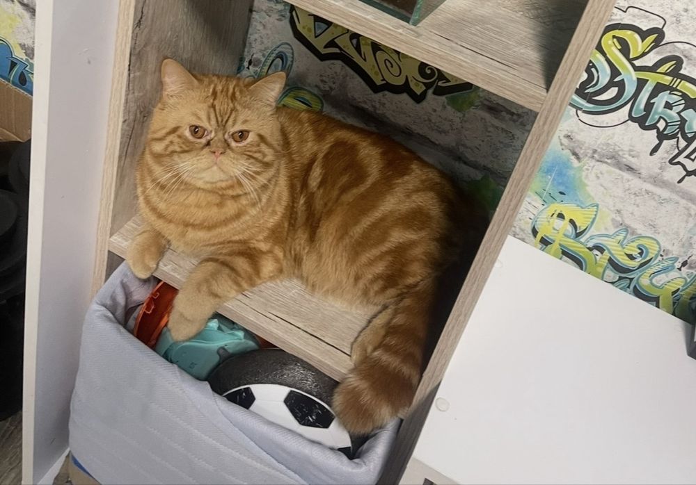 Безкоштовно котик метіс британського та персидського шукає родину